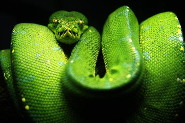 Tipos de cobra: classificação e fotos - Cobra não peçonhenta