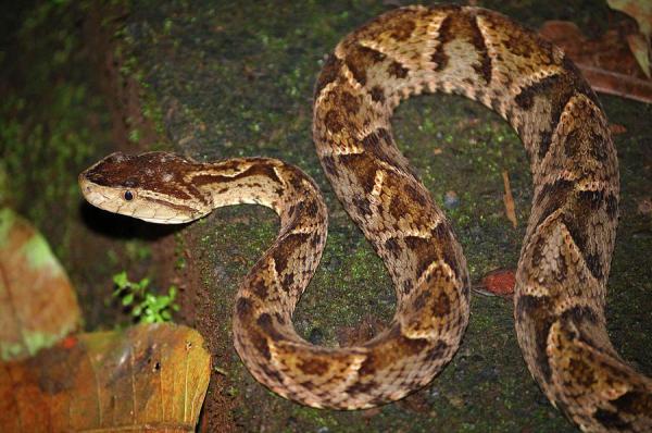 Tipos de cobra: classificação e fotos - Cobra peçonhenta