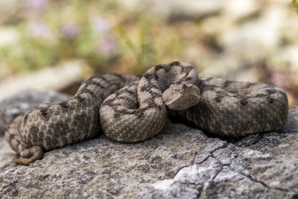 Tipos de cobra: classificação e fotos - Cobras de areia