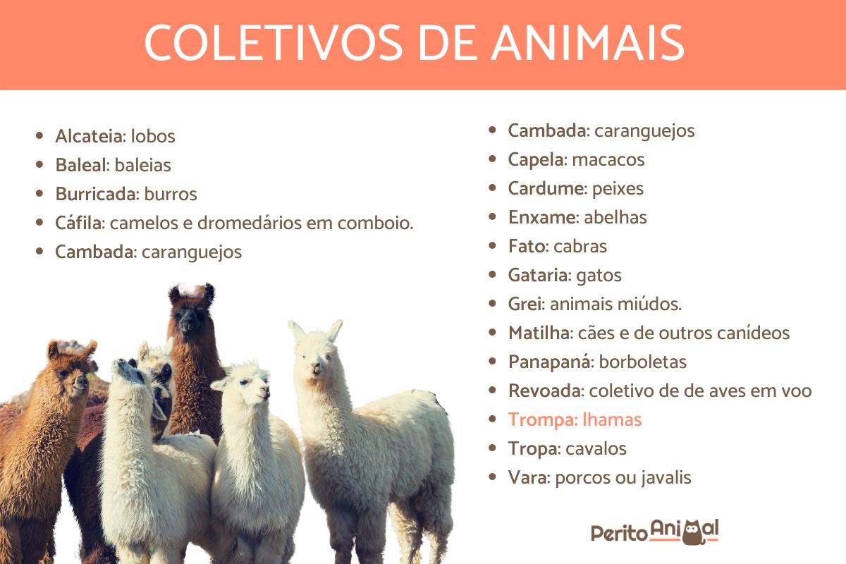 Coletivos de animais