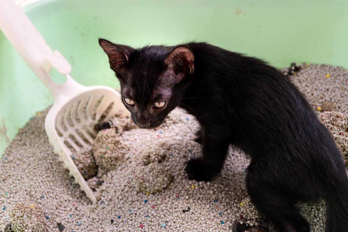 Gato com fezes mole e fedida