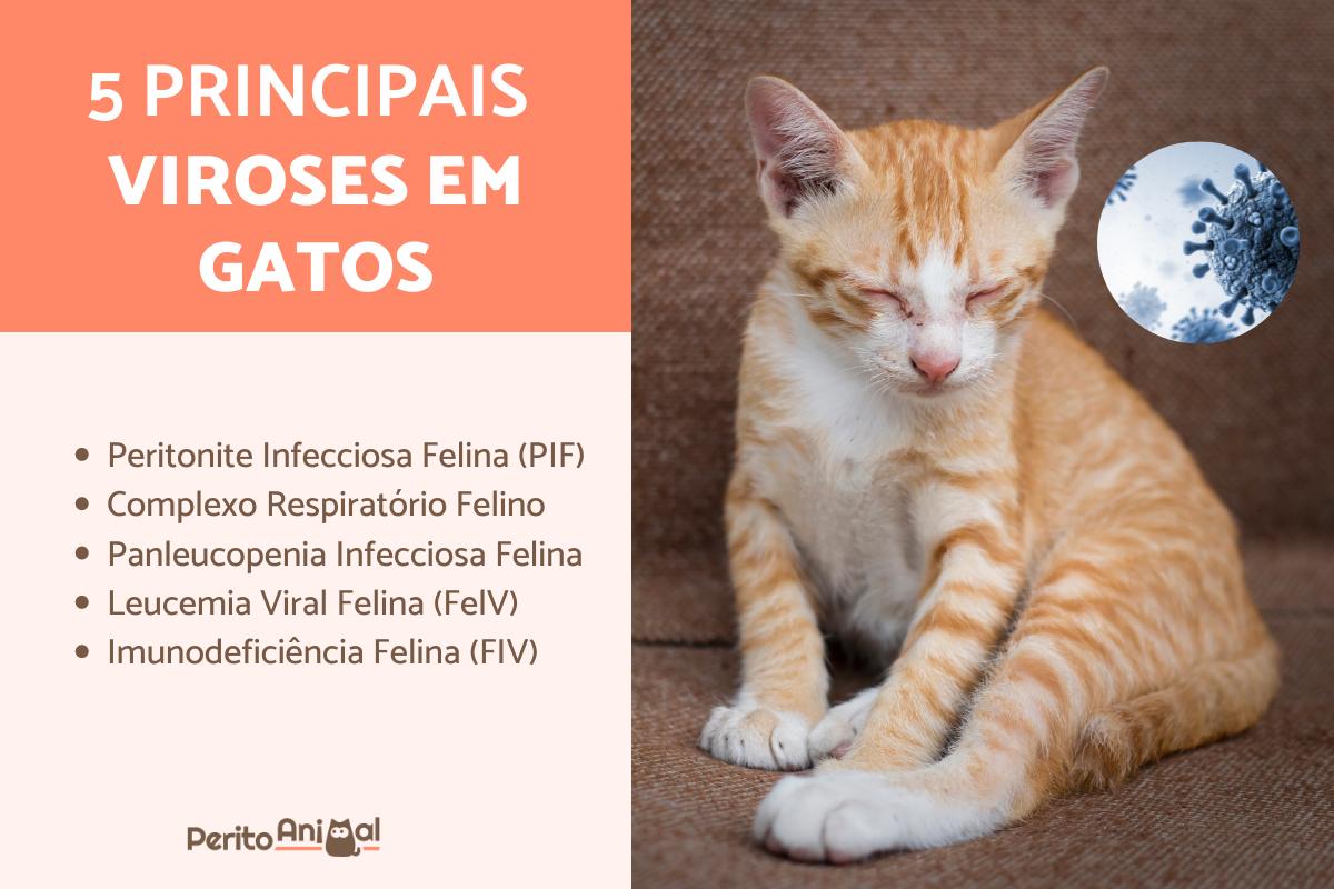 Viroses em gatos - Sintomas e tratamentos