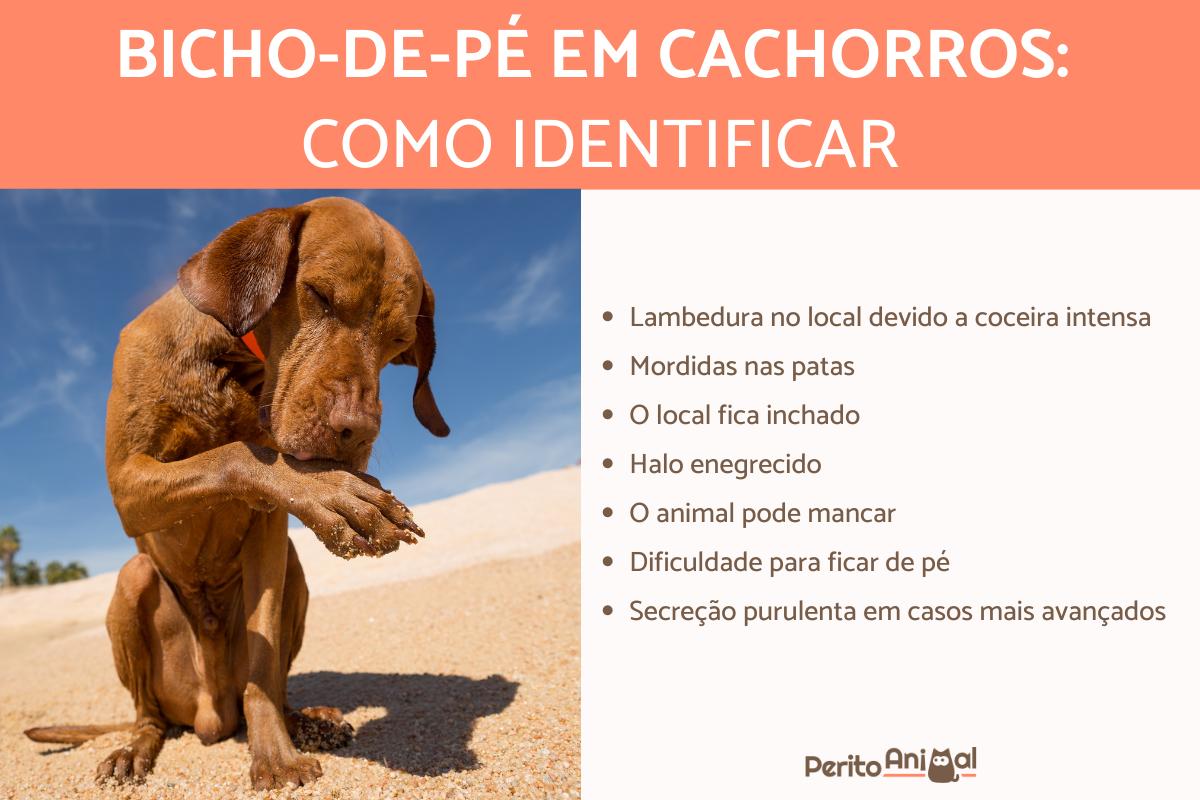 Como tirar bicho-de-pé de cachorro + Sintomas e Prevenção