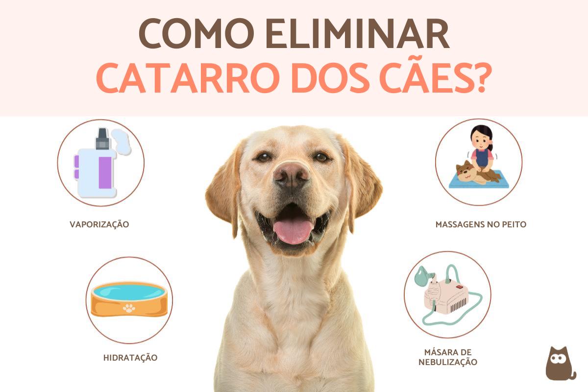 O que fazer quando o cachorro está com catarro?