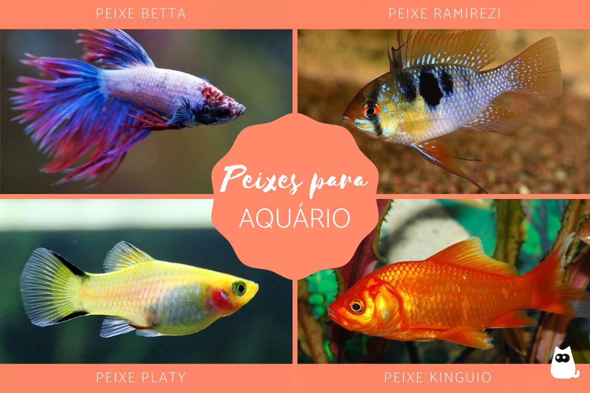 Peixes de água doce para aquário - Tipos, nomes e fotos