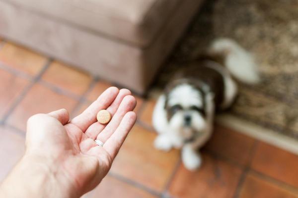 O que fazer quando o cachorro está com catarro? - Tratamento médico