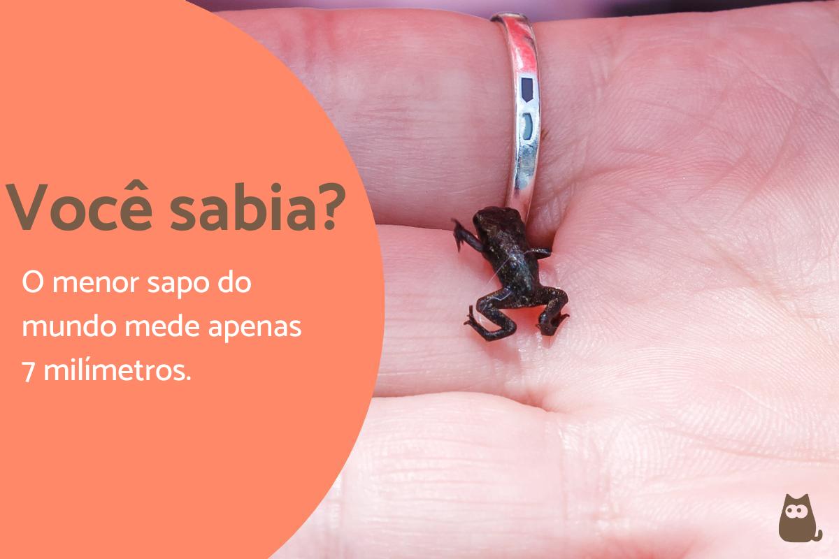 Curiosidades sobre sapos