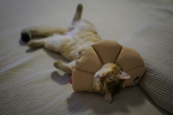 Gato castrado: pós-operatório