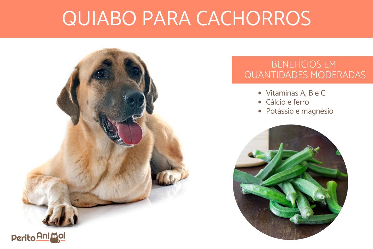 Cachorro pode comer quiabo?