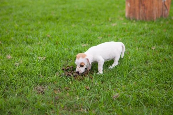 Cachorro com bafo de peixe - Causas de halitose pontual em cães