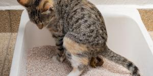 Hemorroidas em gatos: causas, sintomas e tratamento