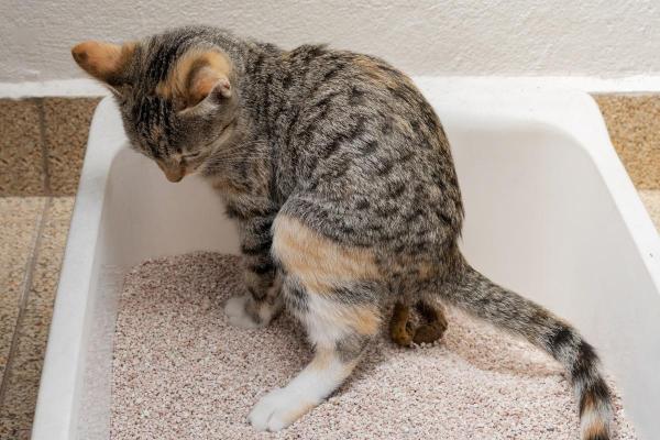 Hemorroidas em gatos: causas, sintomas e tratamento