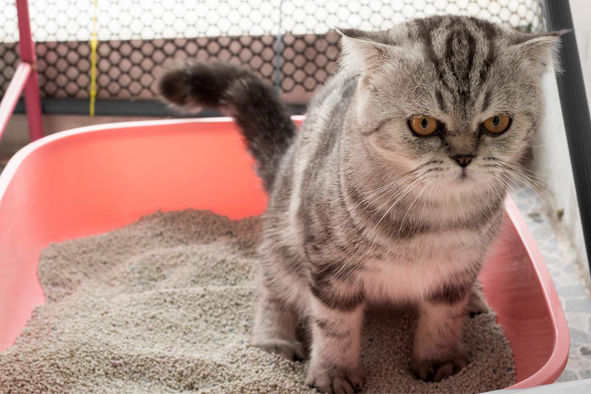 Ração pode causar infecção urinária em gatos?