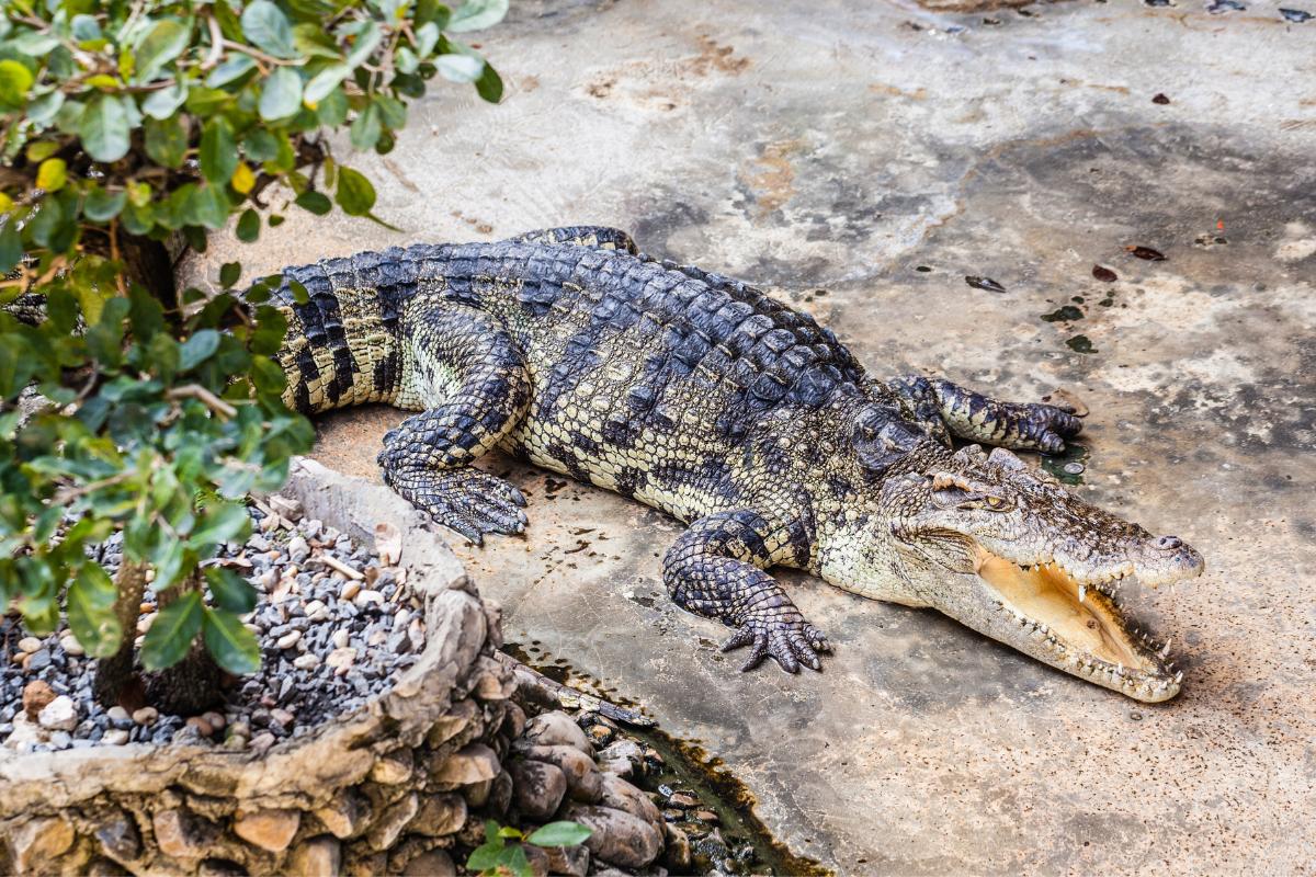 Jacaré é réptil ou anfíbio?