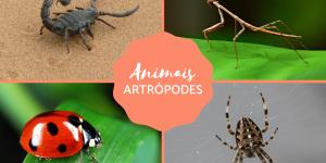Animais Artrópodes - O que são, características, classificação e exemplos