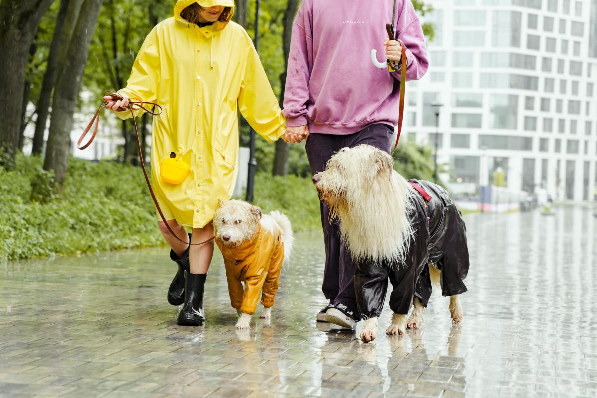 Cachorro com medo de chuva: como acalmá-lo e o que fazer