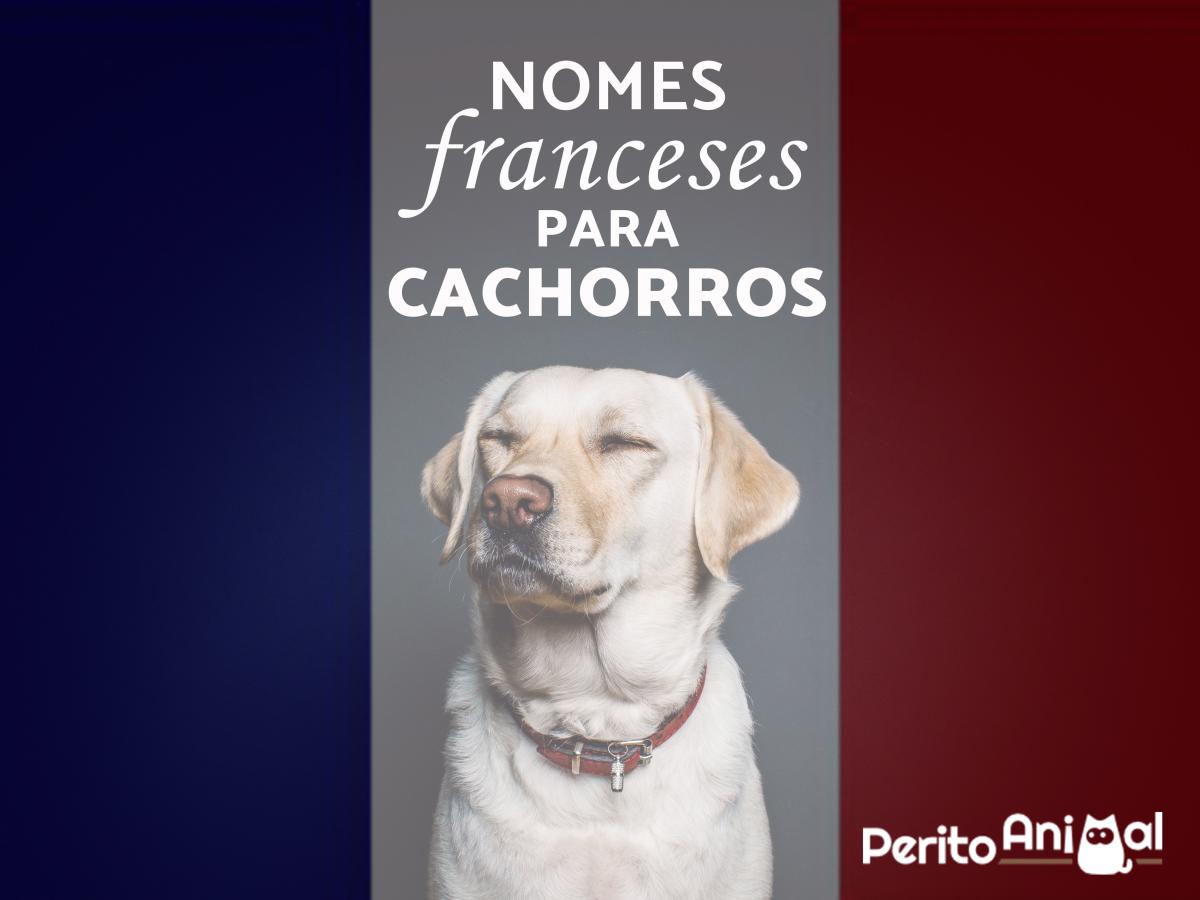 Nomes franceses para cachorros