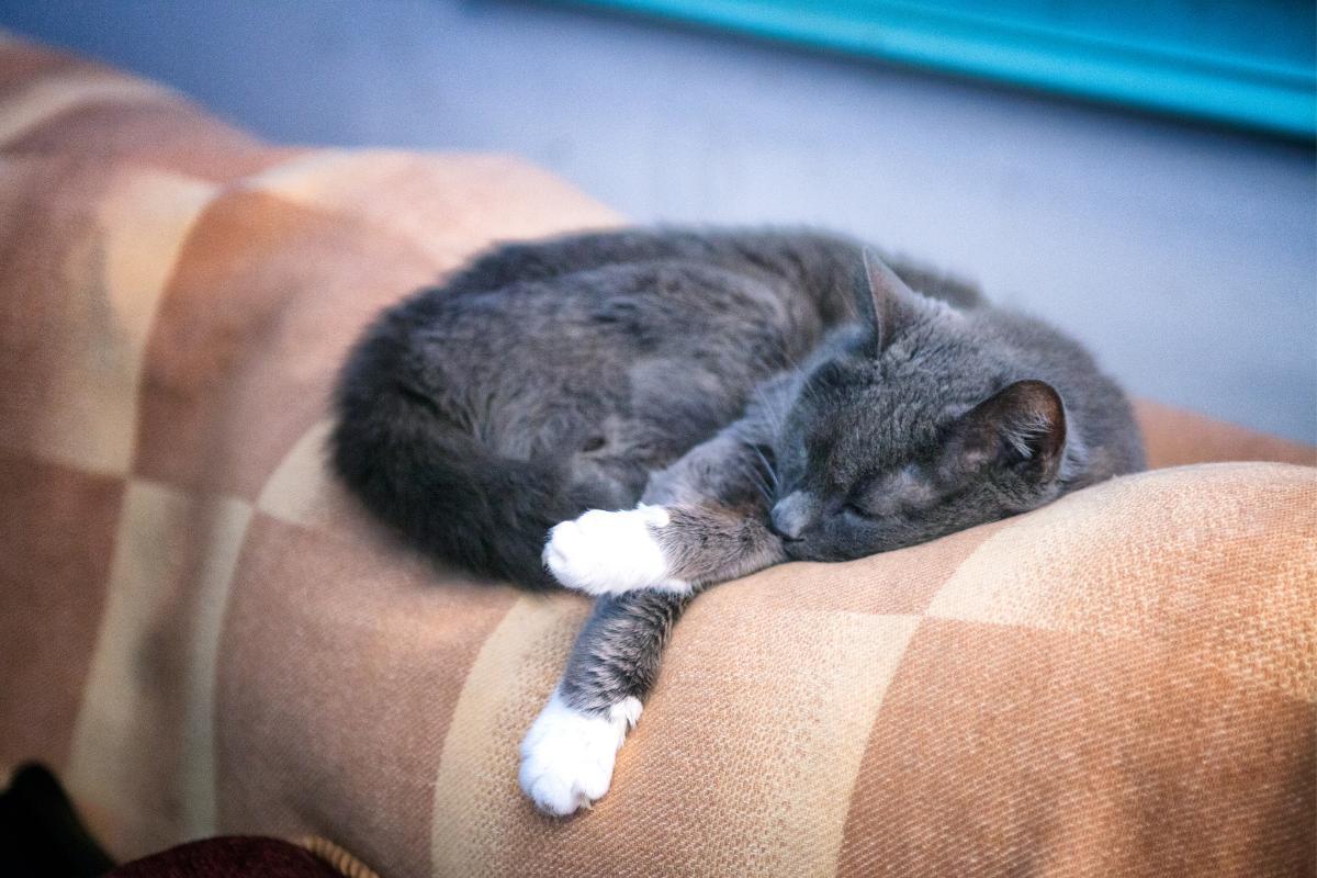 Meu gato não come nem bebe - Causas e o que fazer