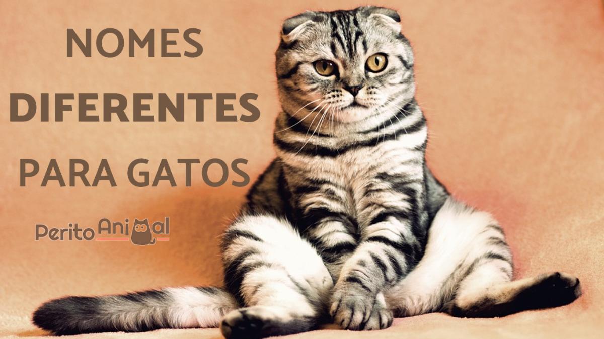 Nomes diferentes para gatos