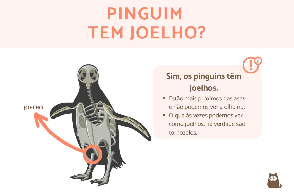 Pinguim tem joelho?