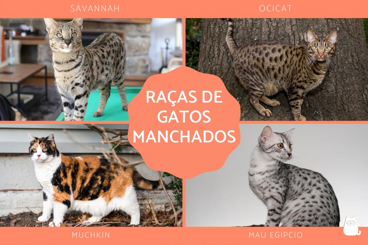 Raças de gatos com manchas