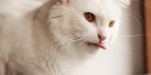 Gato mostrando a língua: o que pode ser