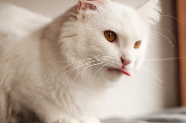 Gato mostrando a língua: o que pode ser