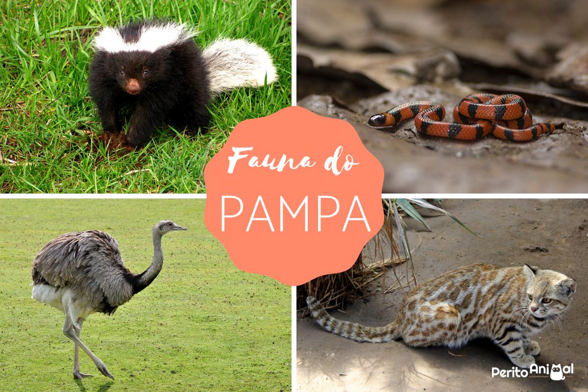 Animais do Pampa: aves, mamíferos, anfíbios e répteis