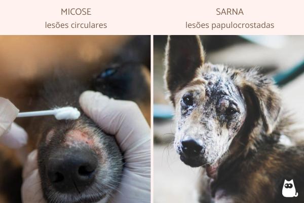 Diferenças entre micose e sarna em cães - Como diferenciar micose de sarna em cães?