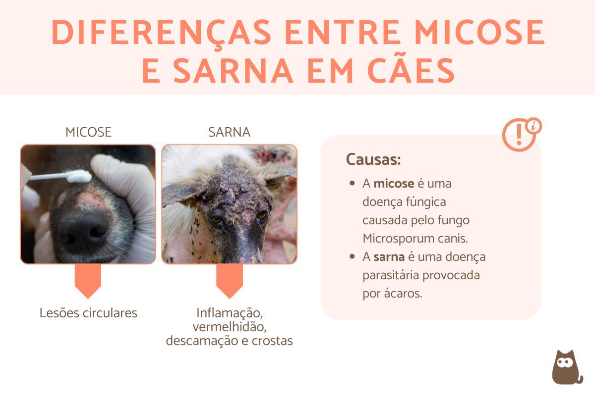 Diferenças entre micose e sarna em cães