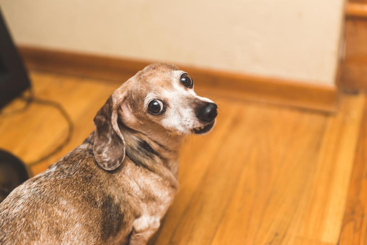 Por que meu cachorro idoso não dorme à noite?
