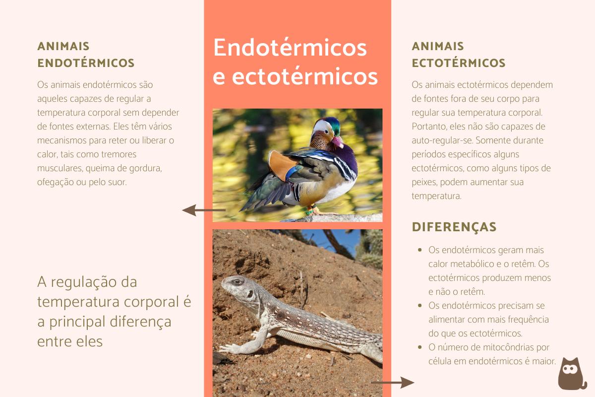 Animais endotérmicos e ectotérmicos - Características e exemplos