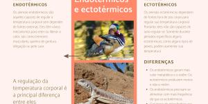 Animais endotérmicos e ectotérmicos - Características e exemplos