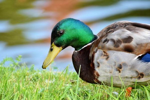 O que pato come? - A alimentação dos patos