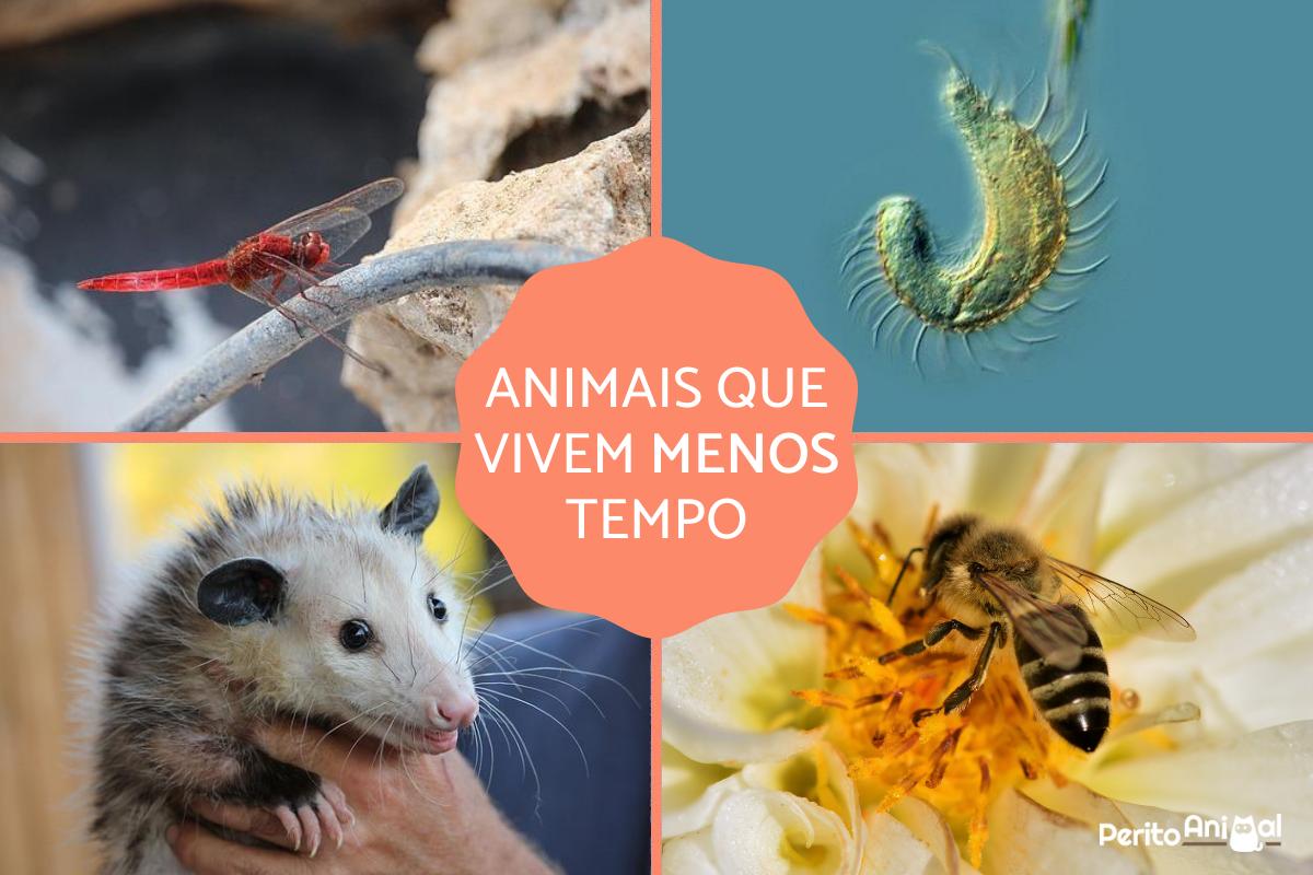 Os 10 animais com menor tempo de vida