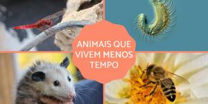 Os 10 animais com menor tempo de vida
