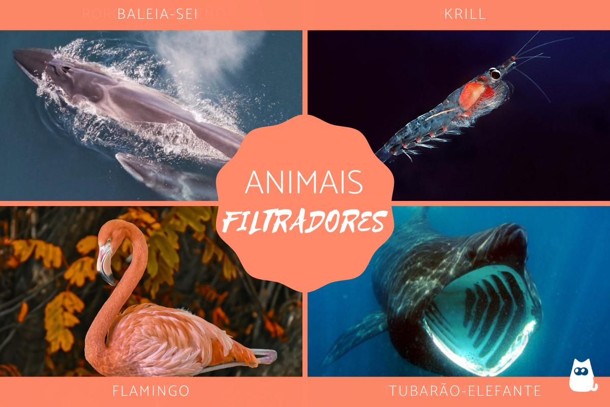 Animais filtradores: características e exemplos