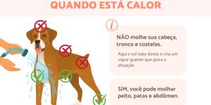Como refrescar o cachorro?