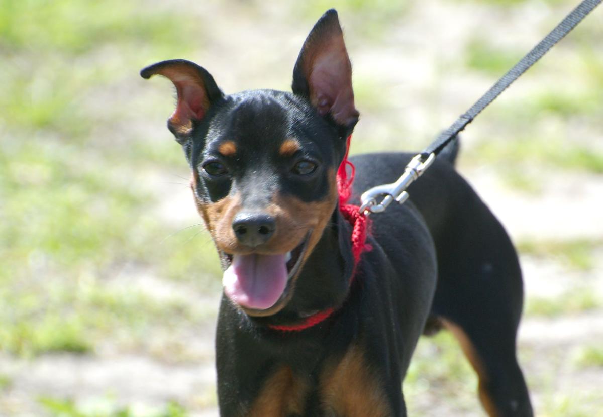 Doenças mais comuns da raça Pinscher