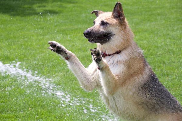 Como refrescar o cachorro? - Posso molhar o cachorro se estiver fazendo calor?