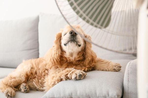 Como refrescar o cachorro? - Quais são as melhores maneiras de refrescar um cão em casa?