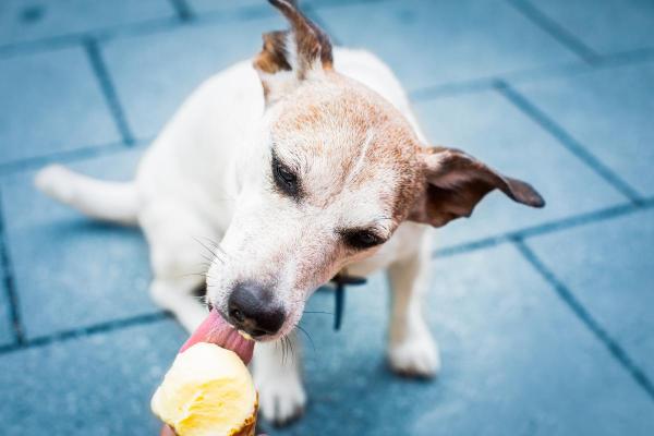 Como refrescar o cachorro? - Que alimentos frios posso dar ao meu cão para se refrescar?