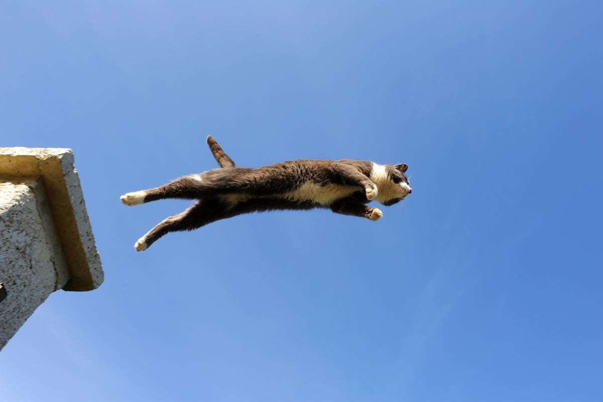 De qual altura um gato consegue cair sem se machucar?