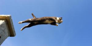 De qual altura um gato consegue cair sem se machucar?