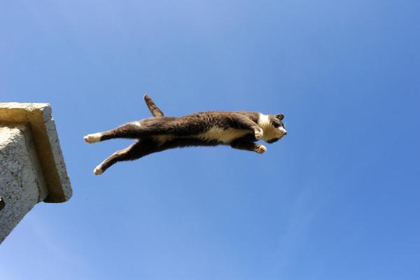 De qual altura um gato consegue cair sem se machucar?
