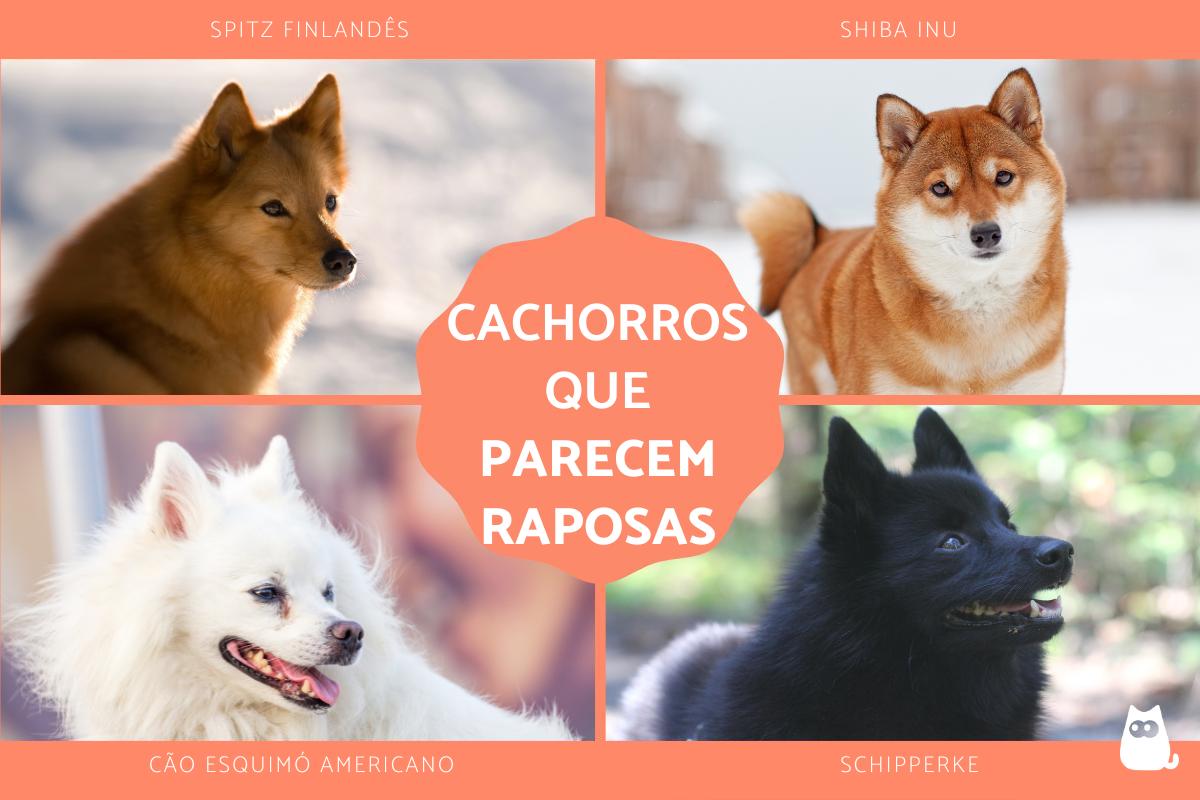 Raças de cachorros que parecem raposas