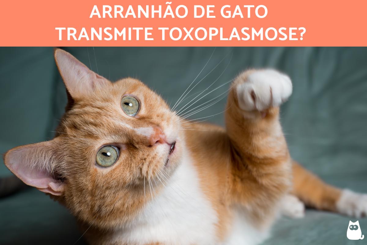 Arranhão de gato transmite toxoplasmose?