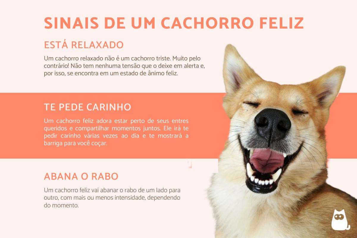 Como saber se meu cachorro é feliz