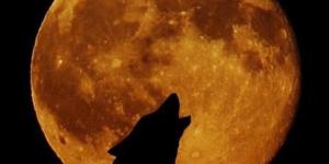 Porque os lobos uivam para a lua?