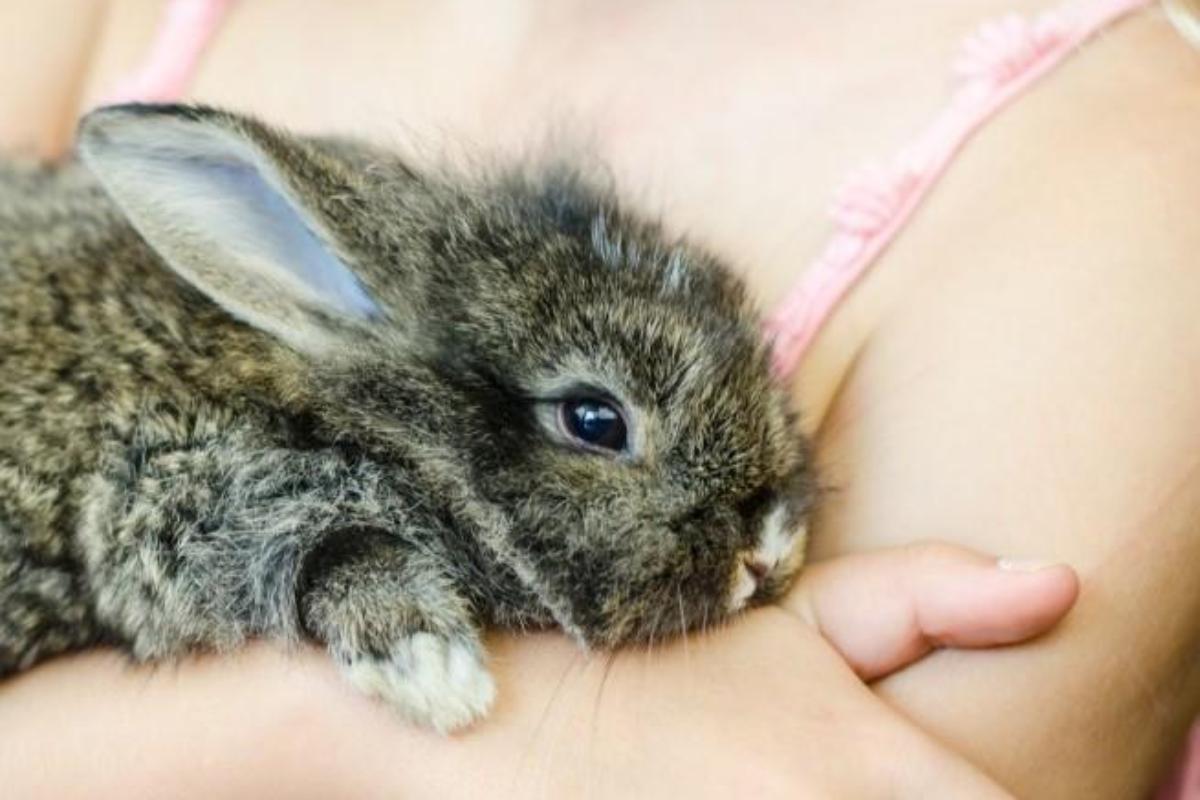 Sarna em coelhos - Sintomas e tratamento